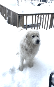 Great pyrenees in the snow